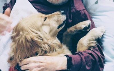 Essential Guidelines for Becoming a Therapy Dog 
