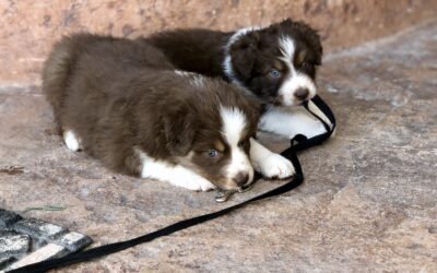 Littermate Syndrome in Dogs: What every owner should know before deciding to get two puppies