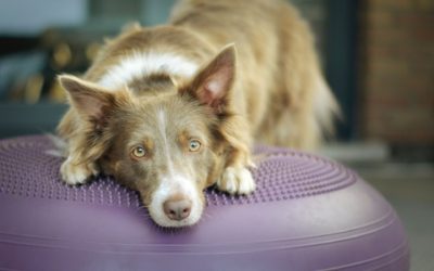 Top 5 Exercises to Keep Fido Fit and Strong for Life